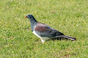 Full body photo of a parea in profile standing in a grassy field