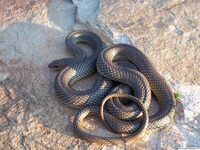 Caspian whipsnake