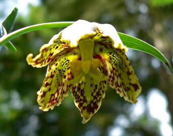 Flower underside