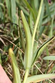 Leaves and stem