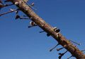 A straight length of brown branch, spotted with white dots, with numerous short twigs sticking out. Some of the twigs terminate in a flat pad, others in an open follicle.