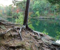 Tree roots anchor the structure and provide water and nutrients. The ground has eroded away around the roots of this young red pine tree.