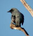 Kobble Creek, southeast Queensland