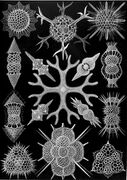 Haeckel's Spumellaria; the skeletons of these Radiolaria have foam-like forms.