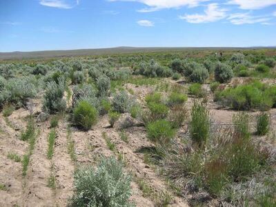 EBIPM rangeland restoration management in Jordan Valley, Oregon.