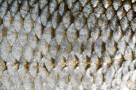 Tilings: overlapping scales of common roach, Rutilus rutilus