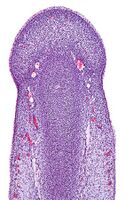 Micrograph of the primordial phallus, H&E stain.