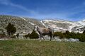 Horse in the snowy landscape of Mt. Tymphe