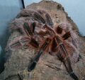 Grammostola rosea