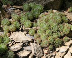 Sempervivum tectorum, the common houseleek