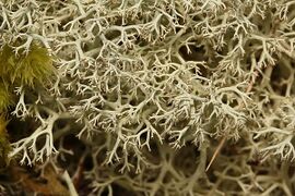 Cladonia portentosa