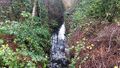 Invasive Himalayan blackberry and holly in the creekbed mixed with native salal and sword fern undergrowth beneath alder and cedar trees