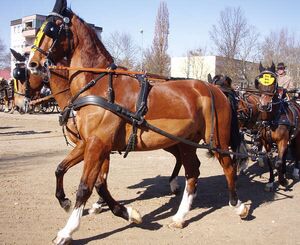 four tall elegant horses in harness