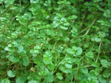 Foliage of Soleirolia soleirolii