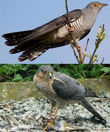 Mimicry in a brood parasite: Cuckoo mimics sparrowhawk, alarming small birds enough to give time to lay eggs.[90]