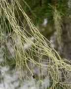 a tangle of thin, yellow-green strands which look a bit like spaghetti