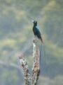 Perched male.