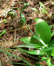 Plant habit