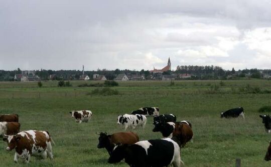 Pasture next to Naujoji Akmenė