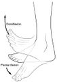 Dorsi and plantar flexion of the foot