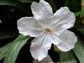 Ruellia simplex, white