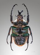 Goliathus goliatus male, ventral side