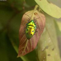 Calliphara excellens from Japan.