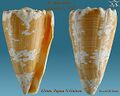 Conus imperialis Linnaeus, C., 1758