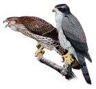 Accipiter gentilis