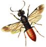 Parasitic wood wasp