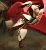 Goose barnacles, with their cirri extended for feeding