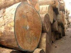 Teak logs for export.