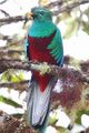 Resplendent quetzal, Guatemala