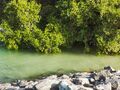 Grey mangroves in Mangrove National Park, to the east of Abu Dhabi