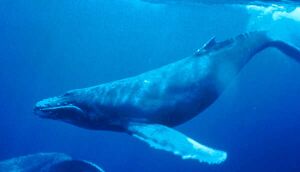 Humpback whale swimming under water