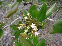 Seven year apple (Casasia clusiifolia)