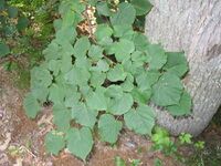 Tilia americana