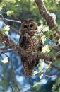 Socorro County contains thousands of acres of critical habitat for the threatened Mexican spotted owl.