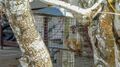 A pet squirrel monkey in a cage at a house in the former plantation Rust en Werk