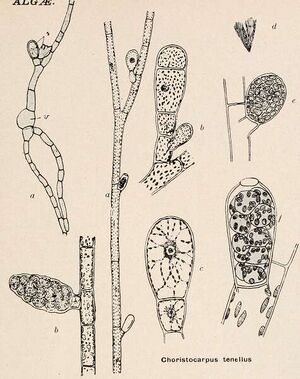 Illustration of "Choristocarpus tenellus"