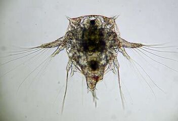 Nauplius larva of Elminius modestus