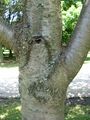 Bark showing lenticels