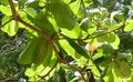 O. fulgidus on a branch of tropical almond (Terminalia catappa), El Crucero, Managua, Nicaragua.