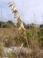 Sea oats