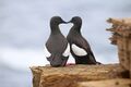 Black Guillemots in summer plumage