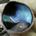 Calf's eye dissected to expose the choroid: its tapetum lucidum is iridescent blue