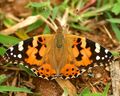 Vanessa cardui