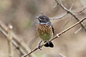 Photo of a small bird with a dark brown back, lighter brown breast, and beige belly perched on a tree branch as seen from its front