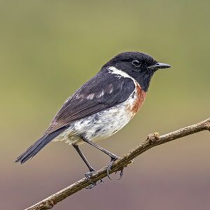 Photo of a small bird with a black back, brown breast, and white belly perched on a tree branch as seen from its side