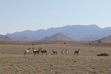 A pronghorn herd standing in front of the Magdalena Mountains.